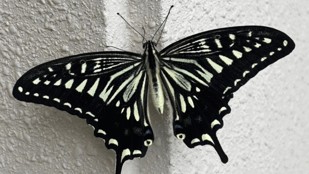 身近なものを使ってアゲハ蝶を育ててみよう