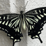 身近なものを使ってアゲハ蝶を育ててみよう