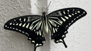 身近なものを使ってアゲハ蝶を育ててみよう